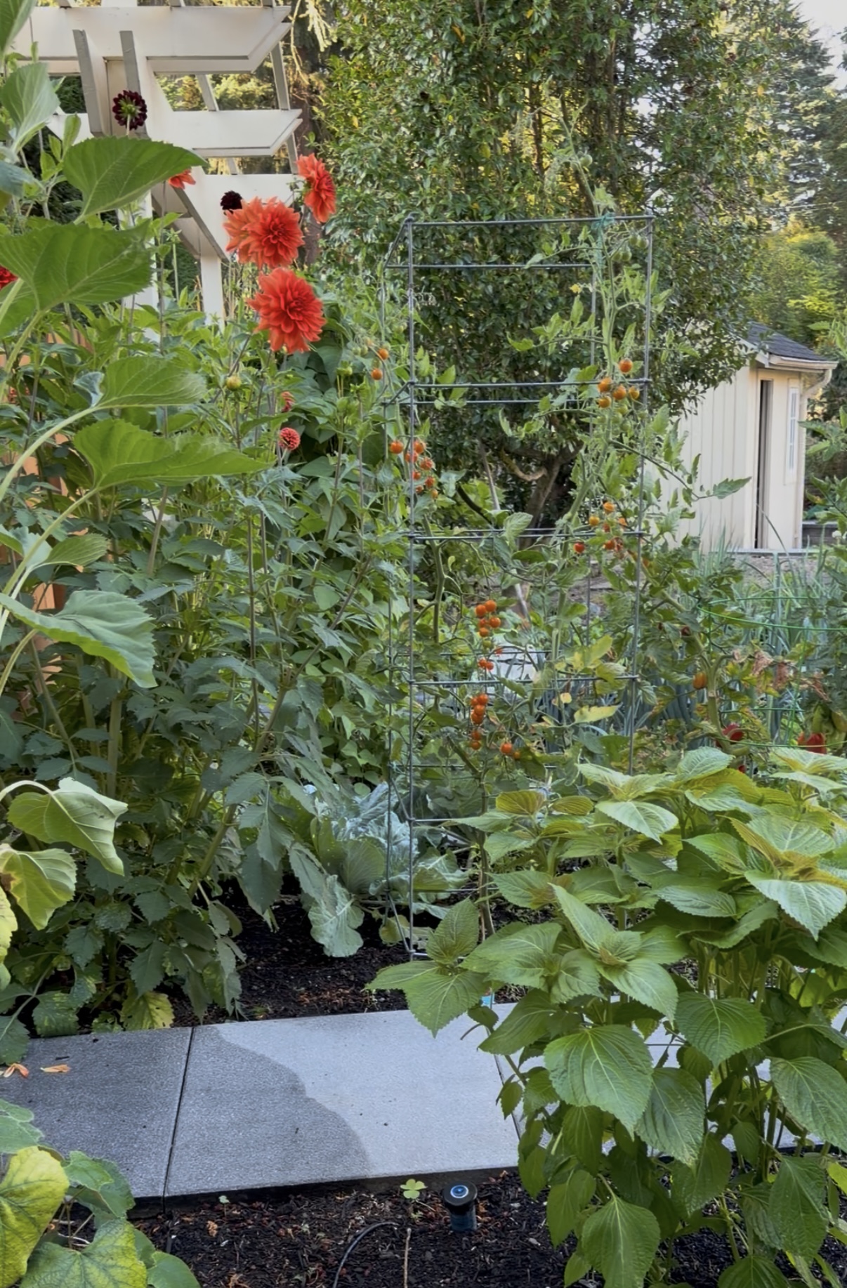 Dahlias and a tower of cherry tomatoes beside the path