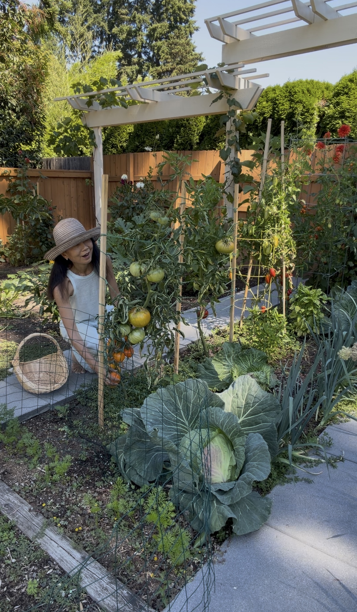 Janney under the pergola beside tomatoes, cabbage and leeks