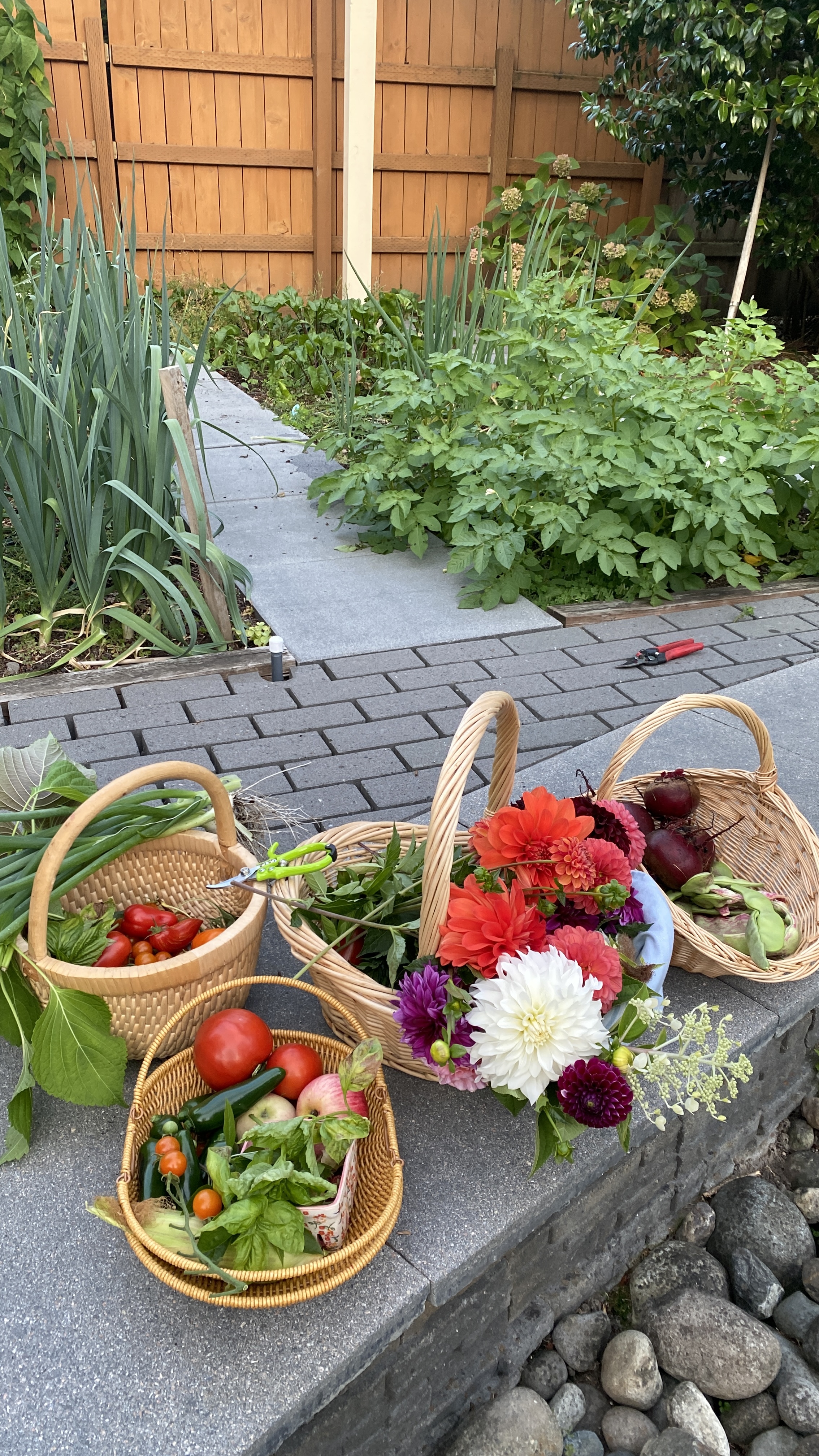 Three baskets of tomatoes, dahlias and beets set out beside the beds