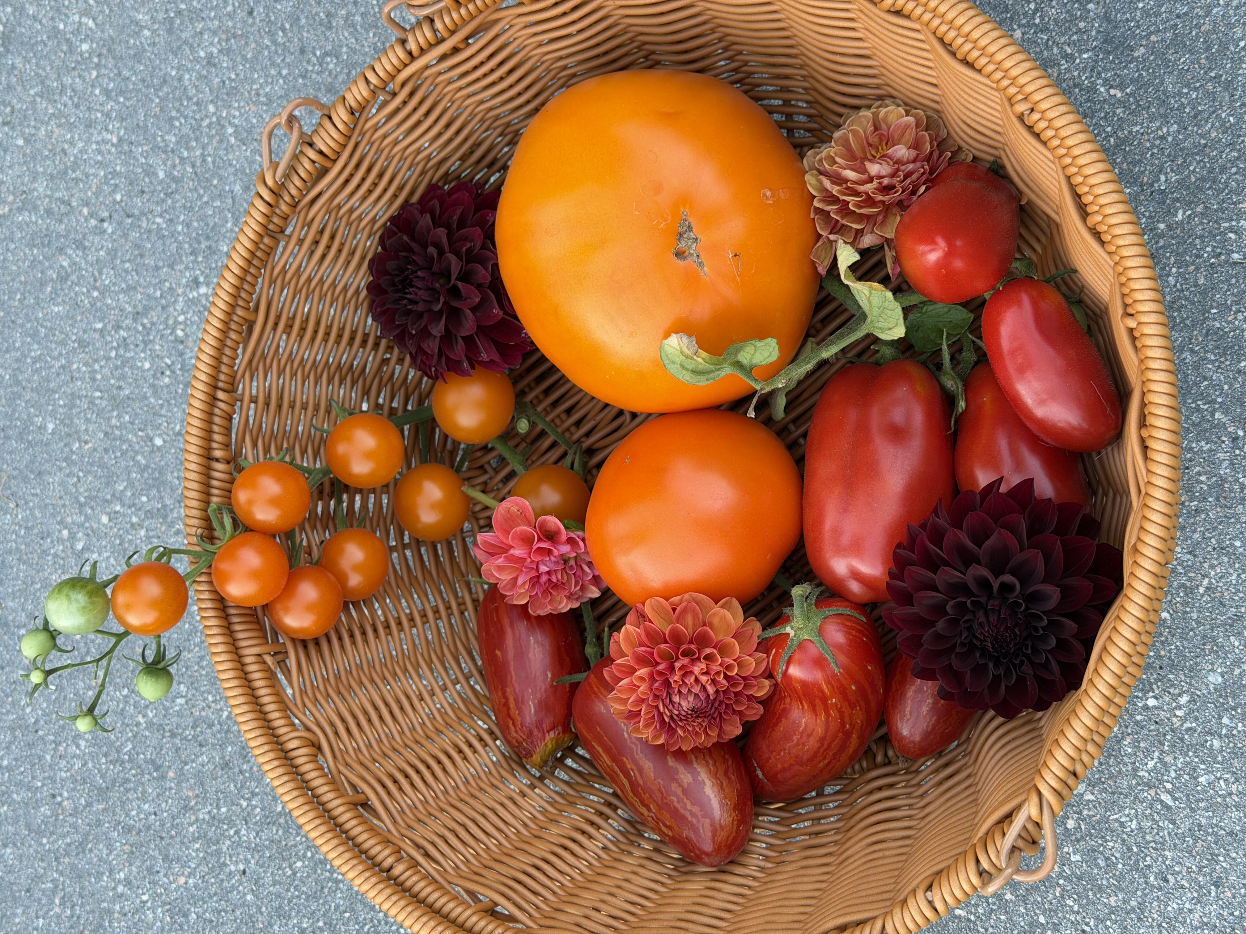 An overhead basket of striped tomatoes, cherry tomatoes and dahlias